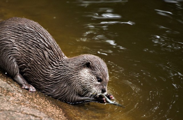 A murit Charlie, cea mai varstnica vidra de mare aflata in captivitate. Avea 22 de ani