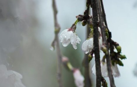 Vremea de Paste. Cod GALBEN de ploi si vijelii, in aproape toata tara