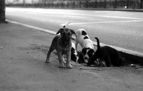 Sondaj: Cainii maidanezi sunt cea mai grava problema a Capitalei