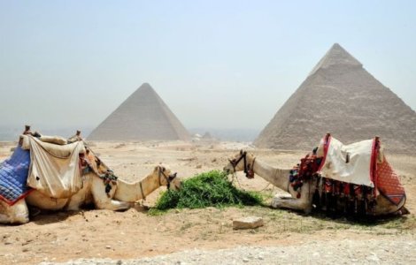 Activistii denunta relele tratamente aplicate cailor si camilelor din preajma celor mai importante atractii din Egipt