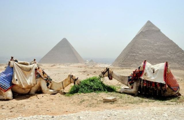 Activistii denunta relele tratamente aplicate cailor si camilelor din preajma celor mai importante atractii din Egipt