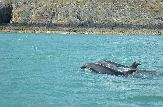 [VIDEO] Pescarii brazilieni primesc ajutor din partea delfinilor