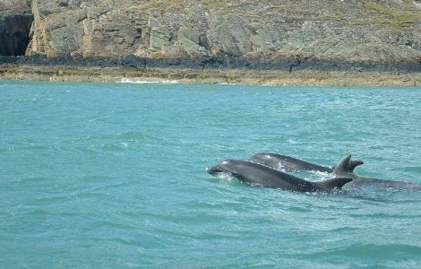  Video  Pescarii brazilieni primesc ajutor din partea delfinilor