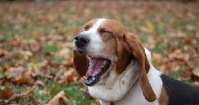 Cascatul este contagios pentru oameni, dar si pentru caini