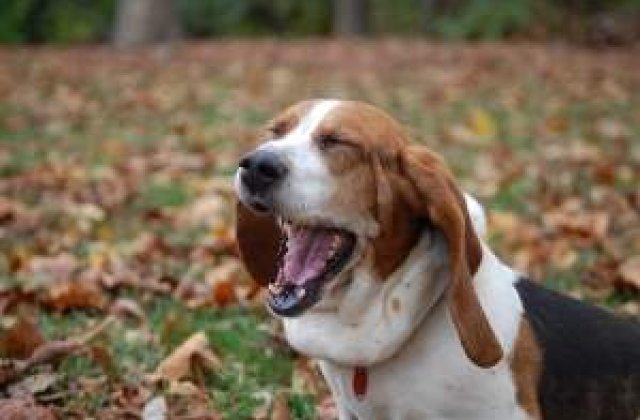 Cascatul este contagios pentru oameni, dar si pentru caini