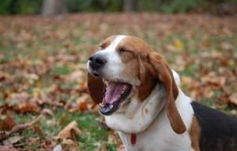 Cascatul este contagios pentru oameni, dar si pentru caini