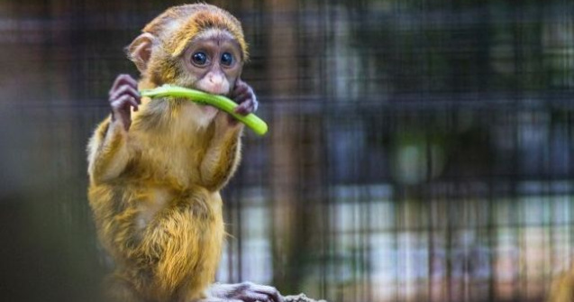  Top  15+ animale extrem de simpatice, surprinse la masa