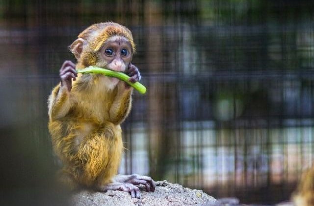 Imaginile perfecte pentru Ziua Mondiala a Rasului: 15+ animale extrem de simpatice, surprinse la masa