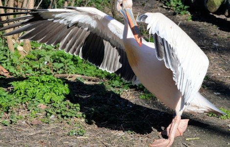 O femeie de 73 de ani, acuzata de acte de tortura asupra animalelor dupa ce a rapit un pelican