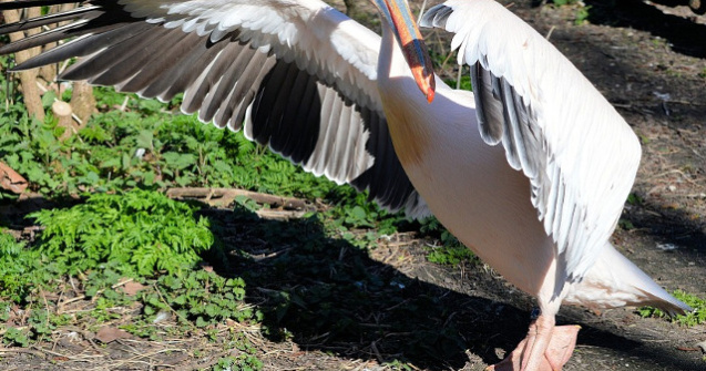 O femeie de 73 de ani, acuzata de acte de tortura asupra animalelor dupa ce a rapit un pelican