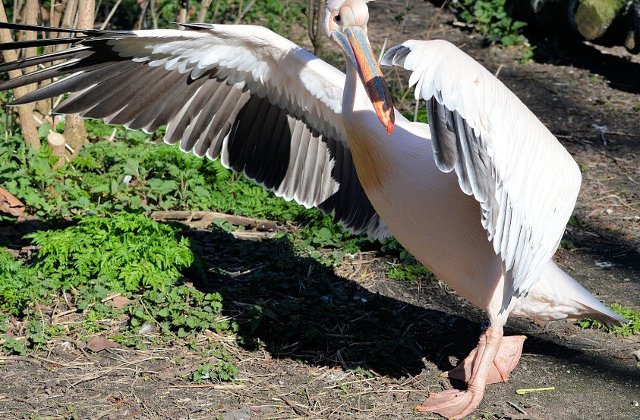 O femeie de 73 de ani, acuzata de acte de tortura asupra animalelor dupa ce a rapit un pelican