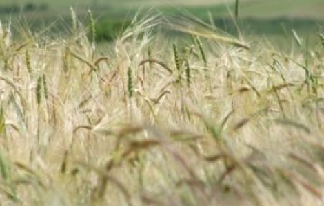 Strainii detin 15% din suprafata agricola a Romaniei