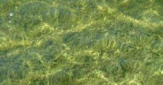 Veste proasta pentru cine merge la mare: Nu scapam de alge