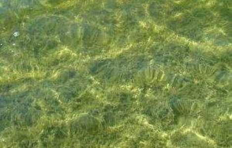 Veste proasta pentru cine merge la mare: Nu scapam de alge