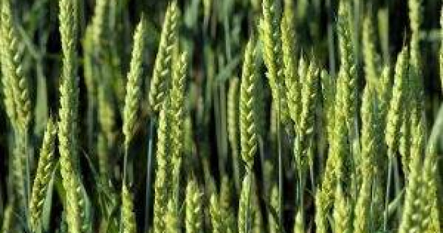 Productia agricola va fi mai mica in 2012 din cauza secetei