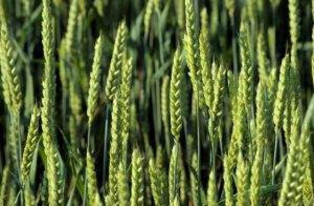 Productia agricola va fi mai mica in 2012 din cauza secetei