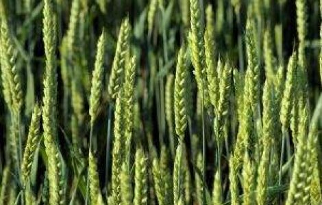 Productia agricola va fi mai mica in 2012 din cauza secetei