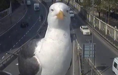 Un pescarus a facut senzatie cu o camera de trafic din Londra
