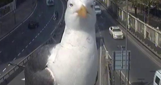 Un pescarus a facut senzatie cu o camera de trafic din Londra