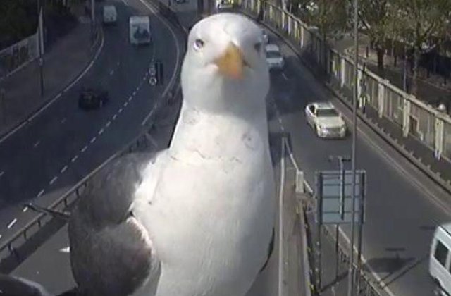 Un pescarus filmat de o camera de supraveghere a traficului a ajuns "vedeta" pe internet