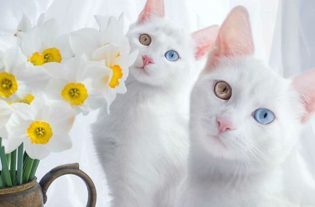 Natura este un designer perfect. 10 imagini cu animale de o frumusete aparte