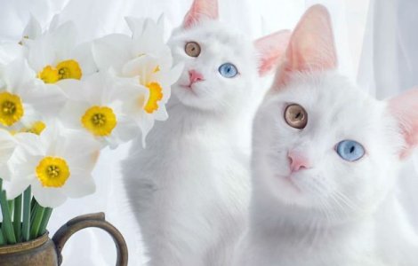  Top  Natura este un designer perfect. 10 imagini cu animale de o frumusete aparte