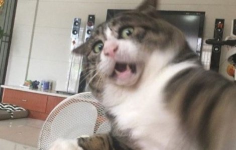 O pisica face senzatie cu reactiile dramatice pe care le "afiseaza" in situatii obisnuite
