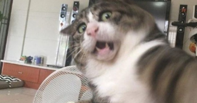 O pisica face senzatie cu reactiile dramatice pe care le "afiseaza" in situatii obisnuite