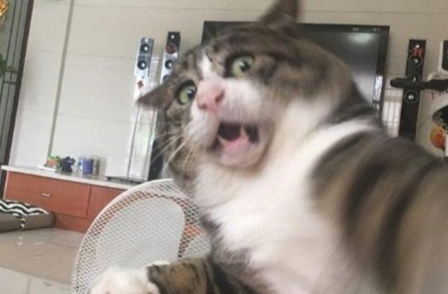 O pisica face senzatie cu reactiile dramatice pe care le "afiseaza" in situatii obisnuite