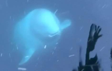 Momentul in care un delfin prietenos returneaza un telefon cazut in ocean / VIDEO