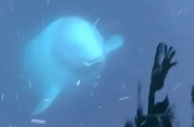 Momentul in care un delfin prietenos returneaza un telefon cazut in ocean / VIDEO