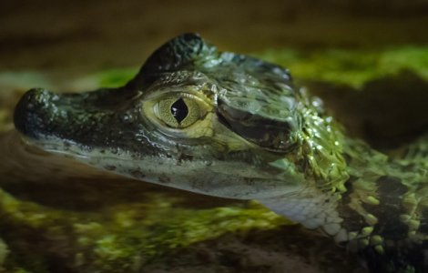 O femeie, surprinsa cu un pui de aligator ascuns in pantaloni/ FOTO