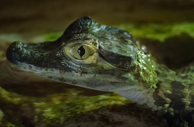 O femeie, surprinsa cu un pui de aligator ascuns in pantaloni/ FOTO