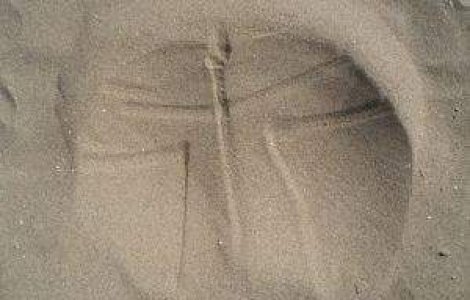  Video  Descoperire epocala: S-au inventat fesele robotice