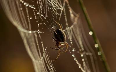 Un medic a gasit un paianjen...