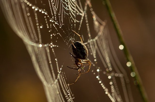 Un medic a gasit un paianjen care isi facuse cuib in urechea unui barbat/ VIDEO