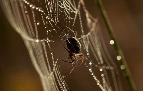 Un medic a gasit un paianjen care isi facuse cuib in urechea unui barbat/ VIDEO