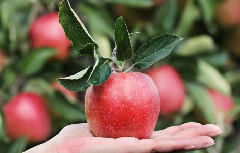  Top  Nu le mai crede! 6 mituri care te fac sa renunti la alimentele tale preferate
