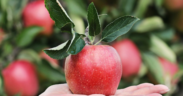  Top  Nu le mai crede! 6 mituri care te fac sa renunti la alimentele tale preferate