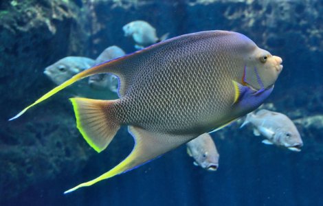 O adaptare genetica unica permite unor pesti de mare adancime sa vada color in intuneric