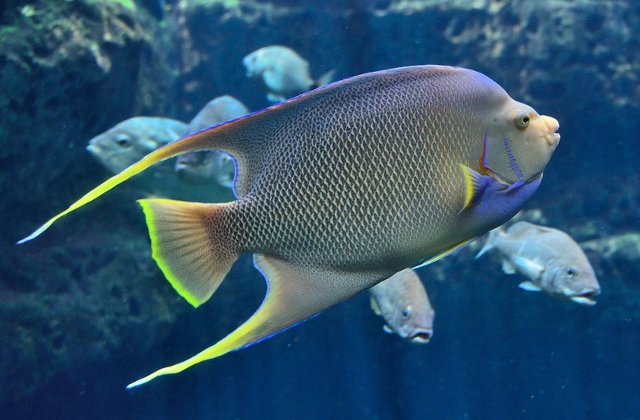 O adaptare genetica unica permite unor pesti de mare adancime sa vada color in intuneric