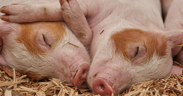  Top  20+ imagini haioase care demonstreaza ca porcii pot fi mai simpatici decat iti imaginai