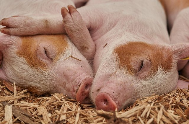 20+ imagini haioase care demonstreaza ca porcii pot fi mai simpatici decat iti imaginai