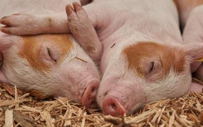 20+ imagini haioase care...