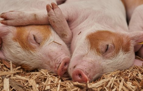  Top  20+ imagini haioase care demonstreaza ca porcii pot fi mai simpatici decat iti imaginai