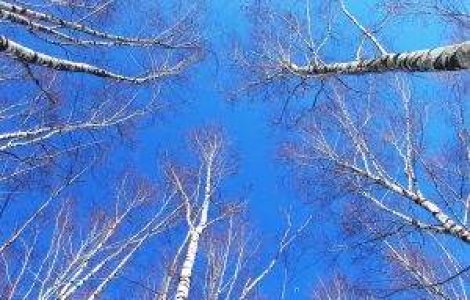 Padurile Romaniei se reduc cu trei hectare pe ora