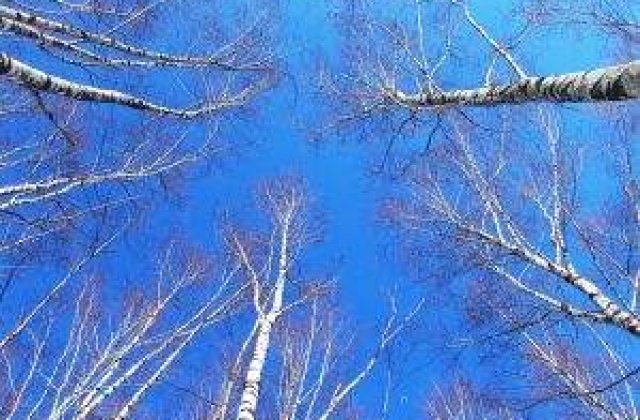 Padurile Romaniei se reduc cu trei hectare pe ora