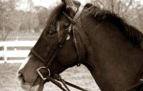 Incepe primul concurs hipic de anul acesta din Romania