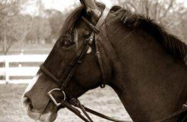 Incepe primul concurs hipic de anul acesta din Romania