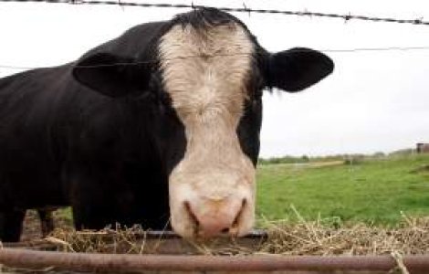 Cum ii ajuta Guvernul pe crescatorii de bovine?